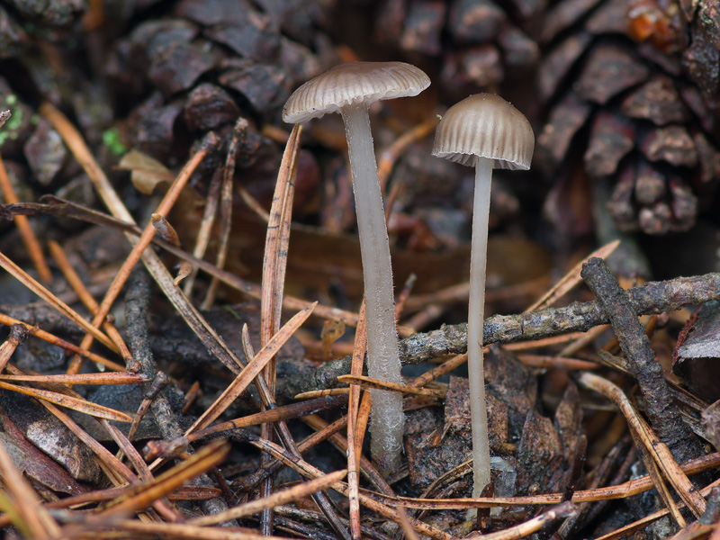 Mycena clavicularis